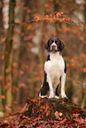 Dutch partridge dog