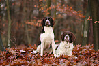 Dutch partridge dog