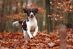 Dutch partridge dog