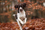 Dutch partridge dog