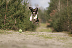 Dutch Partridge Dog