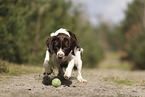 Dutch Partridge Dog