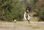Dutch Partridge Dog