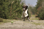 Dutch Partridge Dog