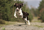 Dutch Partridge Dog