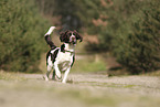 Dutch Partridge Dog
