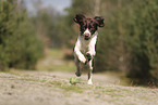 Dutch Partridge Dog