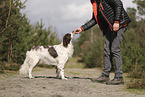 Dutch Partridge Dog