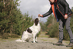 Dutch Partridge Dog