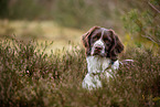 Dutch Partridge Dog