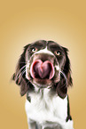 Dutch partridge dog