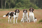 Dutch Partridge Dog