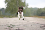Dutch Partridge Dog