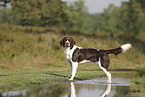 Dutch Partridge Dog
