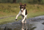 Dutch Partridge Dog