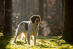 Dutch Partridge Dog