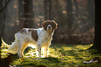 Dutch Partridge Dog