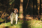 Dutch Partridge Dog