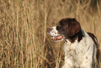 Dutch Partridge Dog