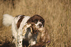 Dutch Partridge Dog