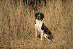 Dutch Partridge Dog