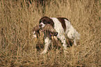 Dutch Partridge Dog