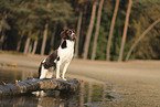 Dutch Partridge Dog
