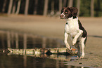 Dutch Partridge Dog