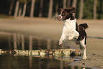 Dutch Partridge Dog