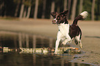 Dutch Partridge Dog