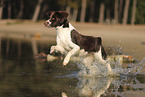 Dutch Partridge Dog