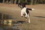 Dutch Partridge Dog