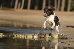 Dutch Partridge Dog