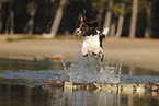 Dutch Partridge Dog