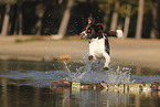 Dutch Partridge Dog