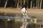Dutch Partridge Dog