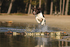 Dutch Partridge Dog