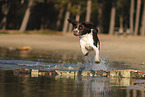 Dutch Partridge Dog