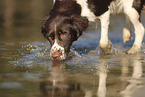 Dutch Partridge Dog
