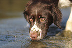 Dutch Partridge Dog