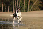 Dutch Partridge Dog