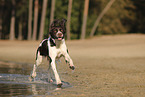 Dutch Partridge Dog