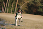 Dutch Partridge Dog
