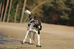 Dutch Partridge Dog