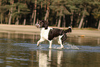 Dutch Partridge Dog