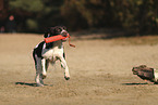 Dutch Partridge Dog