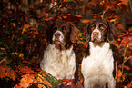 Dutch Partridge Dog