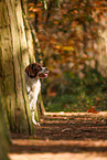 Dutch Partridge Dog