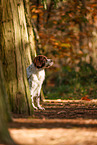 Dutch Partridge Dog