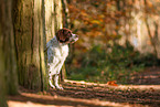 Dutch Partridge Dog